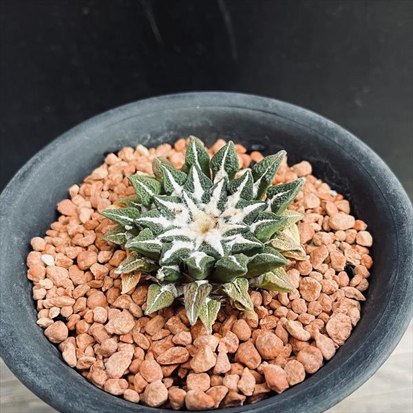 サボテン：アリオカルプス 黒牡丹*幅4.5cm 現品 一品限り | サボテン