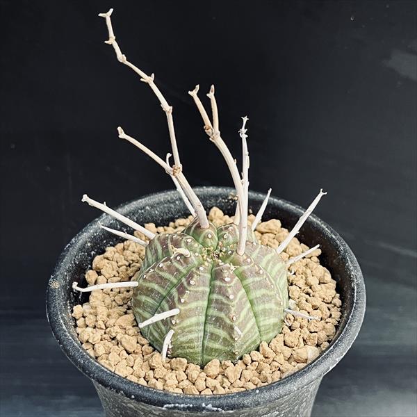 コーデックス：ユーフォルビア バリダ ゼブラ個体*幅4cm 現品！一品