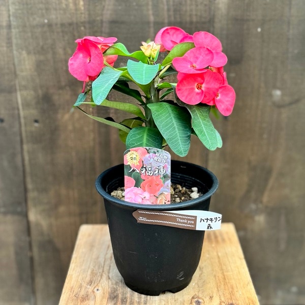 観葉植物 多肉植物 花色選べます：花キリン 八福神*ユーフォルビア