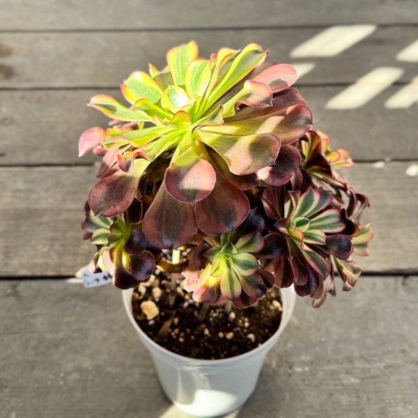 観葉植物：アエオニウム メデューサ錦*5号 メデューサ ニシキ | 観葉