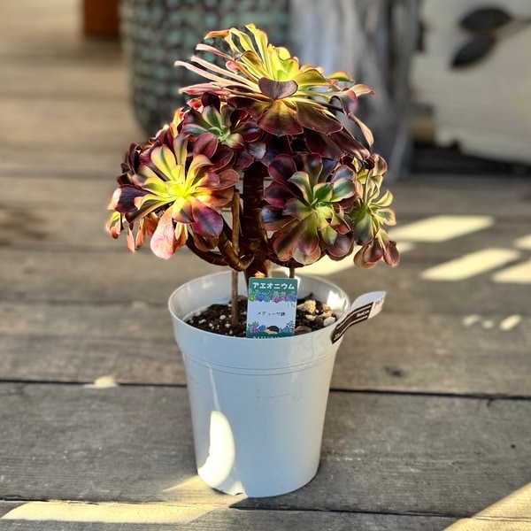 観葉植物：アエオニウム メデューサ錦*5号 メデューサ ニシキ | 観葉