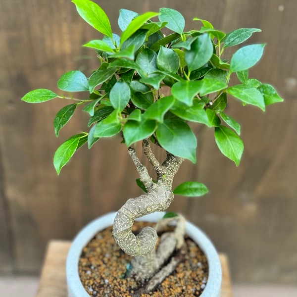 観葉植物：ガジュマル 鉢植え 受皿付*桐生砂飾り Ficus microcarpa