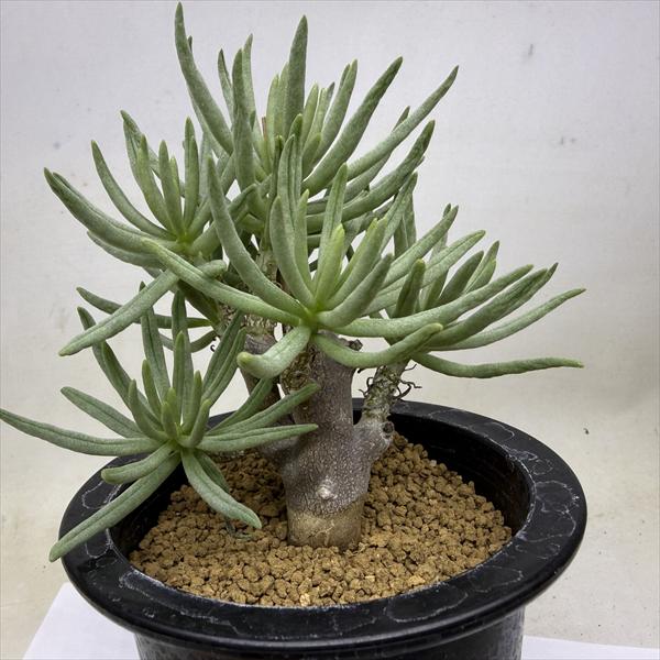 コーデックス：チレコドン ハリー*葉幅12cm 現品！一品限り