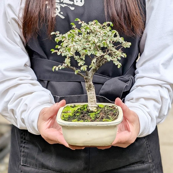 小品盆栽：斑入りにれけやき*（縁付長方白鉢） ふいりにれけやき欅