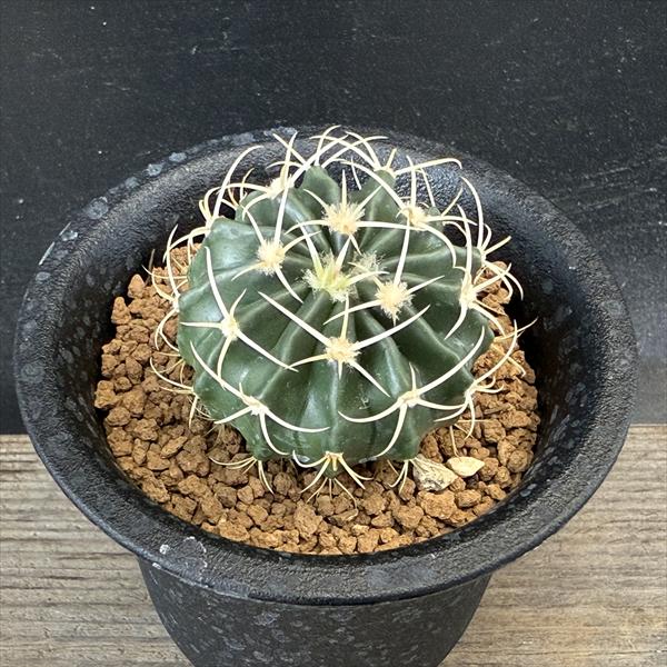 サボテン：ホマロケファラ 王綾波の実生*幅4cm ☆早川氏実生