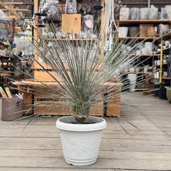 観葉植物：ユッカ エラータ*プラポット 現品をお届け 大型佐川急便