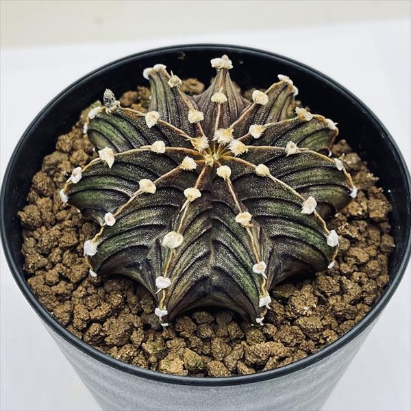 サボテン：ギムノカリキウム 牡丹玉 LB2178 実生*幅5.5cm | サボテン