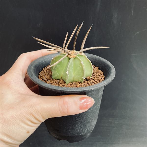 サボテン：アストロフィツム 水牛大鳳玉*幅5cm 現品！一品限り ☆赤松