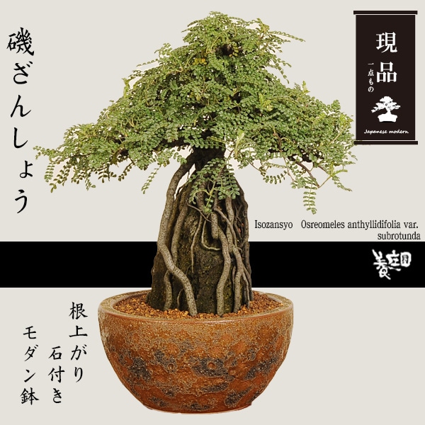 盆栽：磯山椒(いそざんしょう) 根上がり 石付き（モダン鉢） 現品 一点