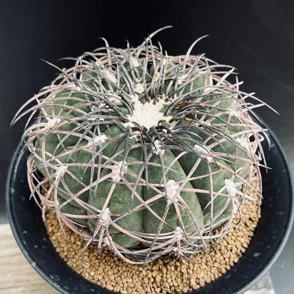 サボテン：ギムノカリキウム 黒刺天平丸 実生*幅12cm 現品！一品限り