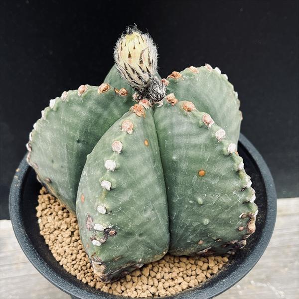 サボテン：アストロフィツム 碧瑠璃鸞鳳玉 実生*幅12cm 現品！一品