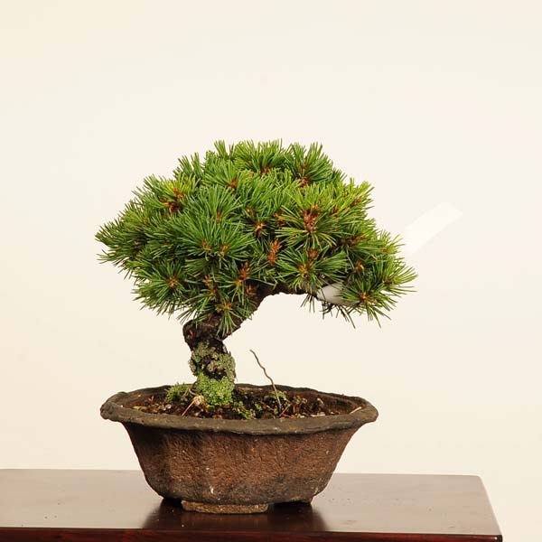 特選 盆栽：五葉松(明星)*現品 一点物 ごようまつ ゴヨウマツ