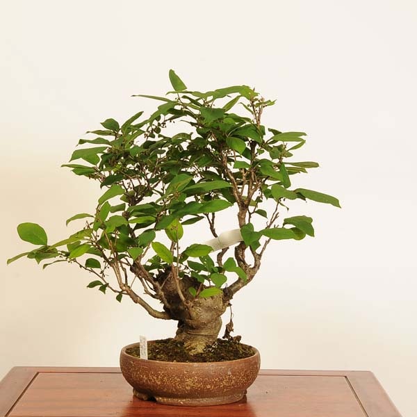 盆栽：梅もどき(大納言)*現品 一点物 梅擬 ウメモドキ Ilex serrata