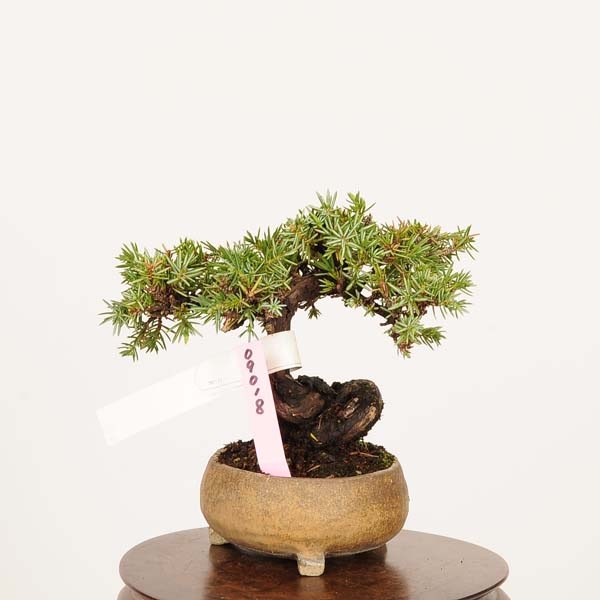 盆栽 特選：杜松(としょう) 現品*トショウ Juniperus rigida Tosyo