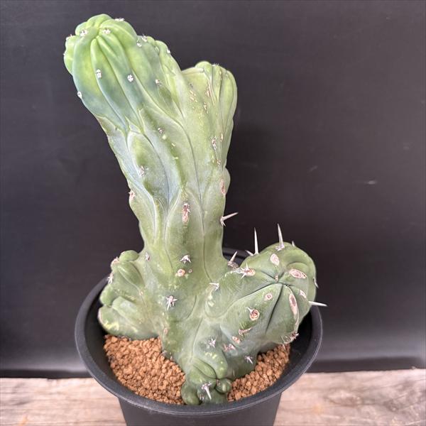 サボテン：ミルチロカクタス 竜神木モンストローサ 自根*幅13cm 現品