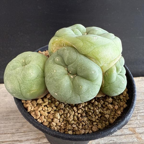 サボテン：ロフォフォラ ディフューサ 翠冠玉*幅8.5cm 現品！一品限り