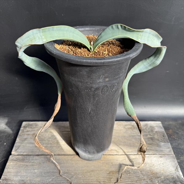 多肉植物：ウェルウィッチア ミラビス 奇想天外 実生 陶器鉢*幅30cm