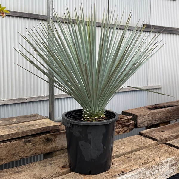 観葉植物：ユッカ リギダ*現品をお届け 大型佐川便 | 観葉植物