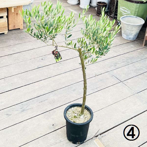 おしゃれ 観葉植物 選べる：オリーブの木 ミッション 7号*現品 SOUJU