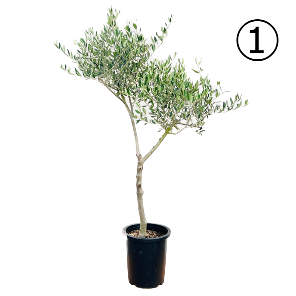 おしゃれ 観葉植物 選べる現品：オリーブの木 ルッカ 8号*現品 大型