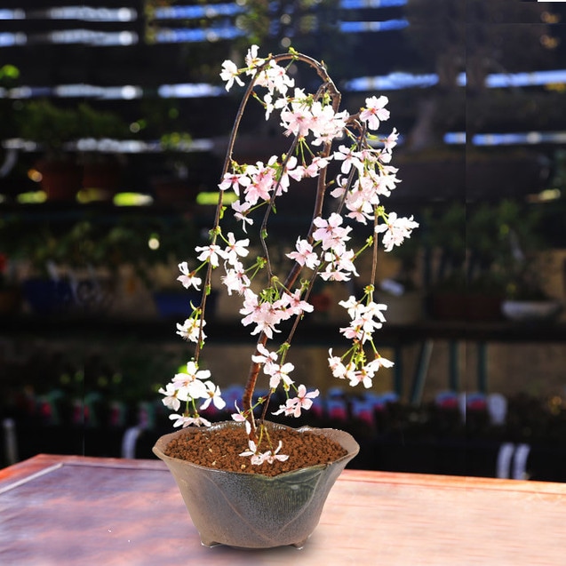 桜盆栽：しだれ富士桜（瀬戸焼変形鉢） *＜2025年春開花予定＞しだれ桜