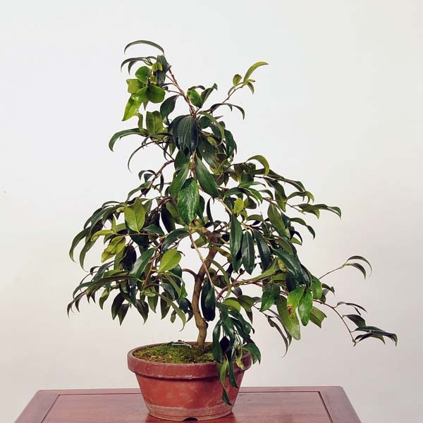 中品盆栽：椿(紅孔雀) 現品 *つばき ツバキ Tsubaki | すべての商品