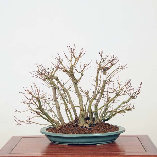 中品盆栽：山紅葉 現品*山もみじ モミジ Momiji | すべての商品 | 遊恵