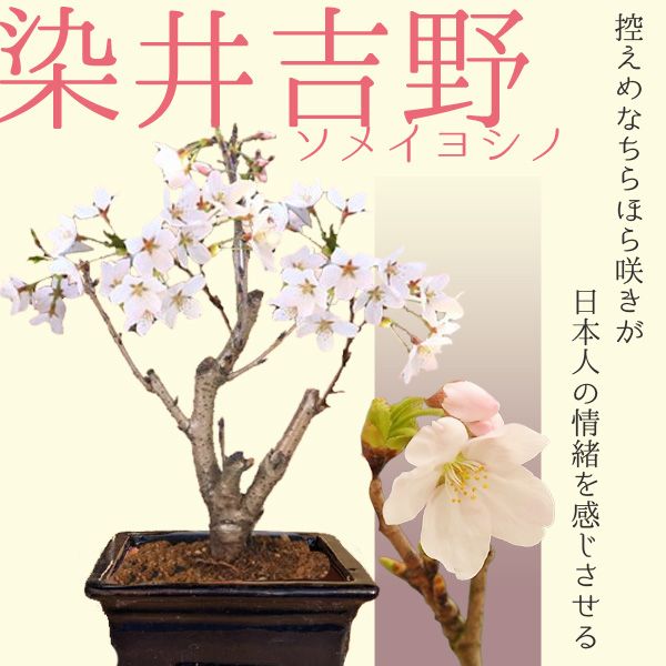 クラフト盆栽 ソメイヨシノ 桜盆栽 造花 ハンドメイド 楽天市場】プレゼントにギフト自宅でサクラのお花見桜盆栽2026年4月の