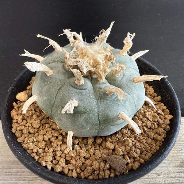 ☆特価☆サボテン：ロフォフォラ 烏羽玉*L 幅5.5cm | サボテン＆多肉