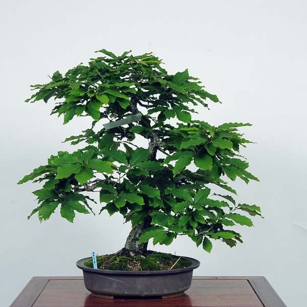 中品盆栽：小楢（こなら・コナラ）*現品 konara | すべての商品 | 遊恵