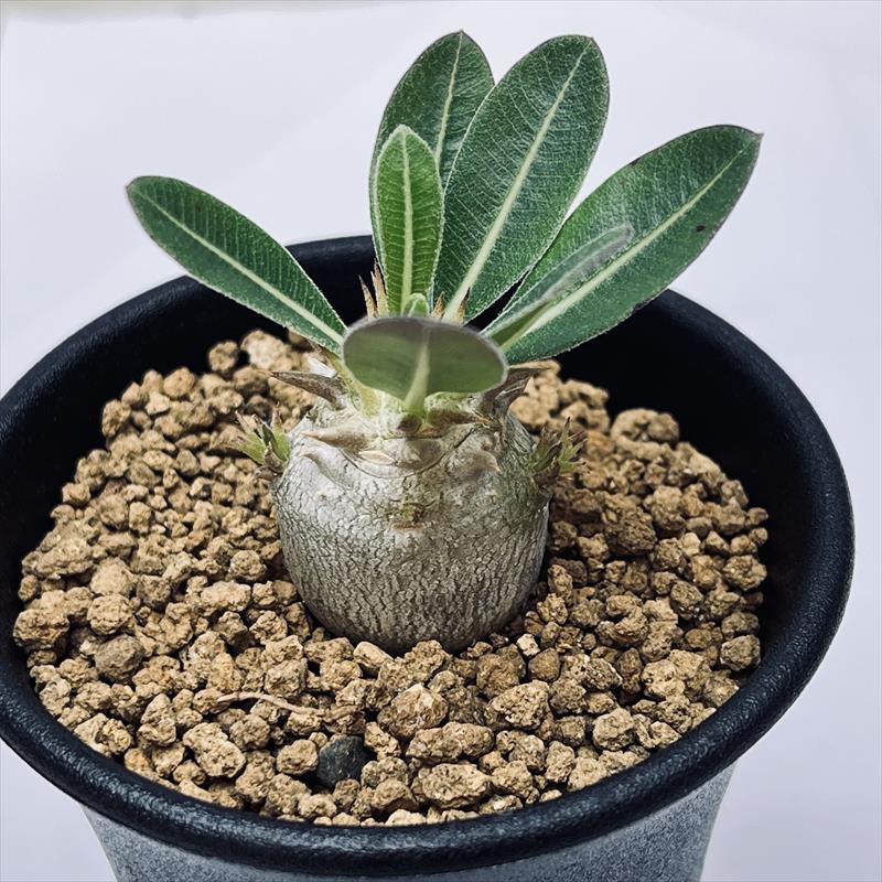 コーデックス：パキポディウム ブレビカリックス 実生*M 塊根幅2.5cm