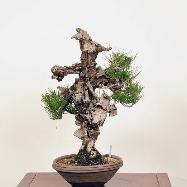 盆栽：錦松 現品*にしきまつnisikiニシキマツ中品盆栽貴風盆栽大品盆栽