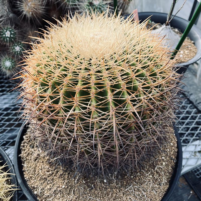 サボテン：エキノカクタス 白刺金鯱*幅22cm 現品！一品限り | サボテン