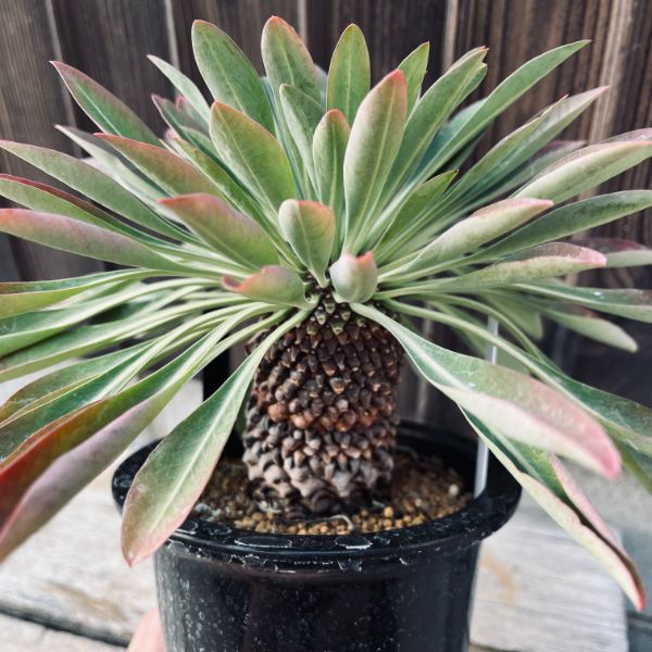 多肉植物：ユーフォルビア 鉄甲丸*塊根幅4.5cm | サボテン＆多肉植物