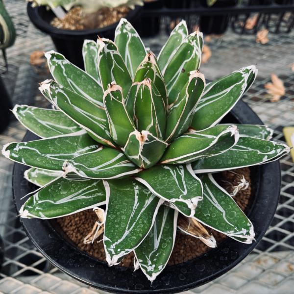 多肉植物：アガベ 笹の雪*幅19cm 現品！一品限り | サボテン＆多肉