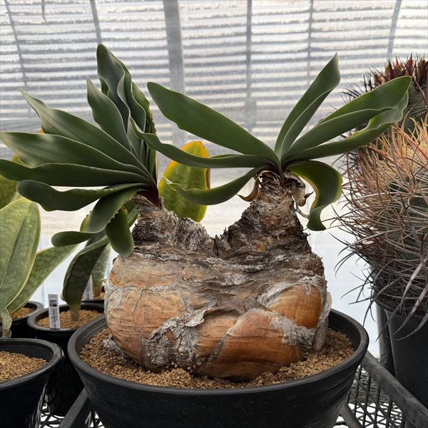 ☆特価☆コーデックス：ブーファン ハエマンソイデス ダブルヘッド 発