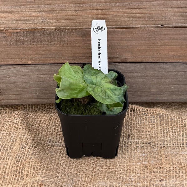 おしゃれ 観葉植物：ワンダエ ドワーフ アンド カーリング*ビカクシダ