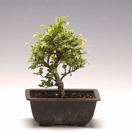 苗：黄金けやき*おうごんけやき/欅/ケヤキ | 盆栽素材,苗(雑木) | 遊恵