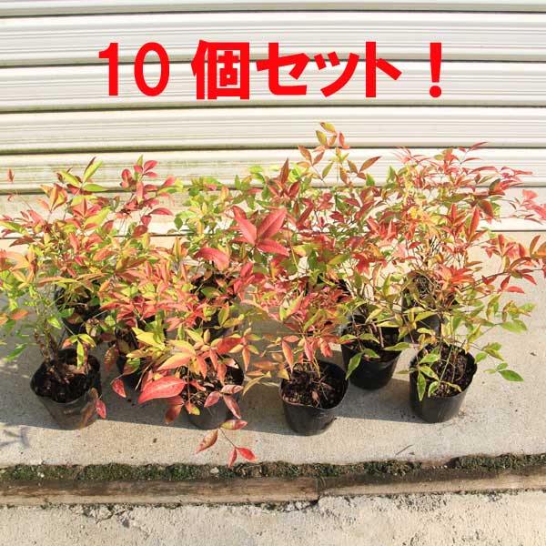 苗：南天(なんてん) 10個セット！ | 盆栽素材,苗(雑木) | 遊恵盆栽 本店