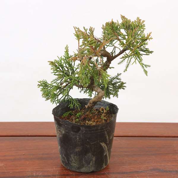 苗：糸魚川真柏(曲)*イトイガワシンパク いといがわしんぱく | 盆栽