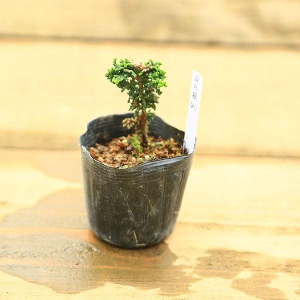 苗：石化桧(小)*せきかひのき せっかひのき ヒノキ | 盆栽素材,苗(松柏