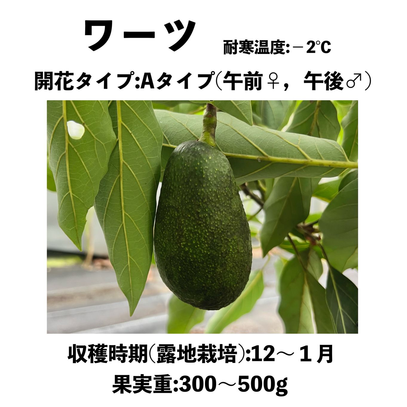 ワーツ (A) 中苗 5号ロングポット (接木) Wurtz（Minicado