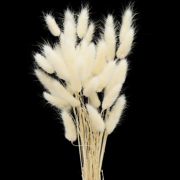 ドライフラワー 『ラグラス 白 4205-0-011』 フラワー,ドライフラワー