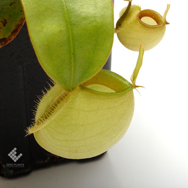 Nepenthes ampullaria 