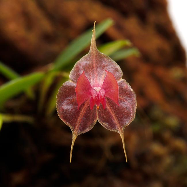 Lepanthes tsubotae [ レパンテス・ツボタエ ] 【 PN200422-16