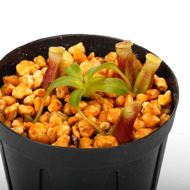 Nepenthes villosa (Mt. Kinabalu, Borneo) / Clone: MT02