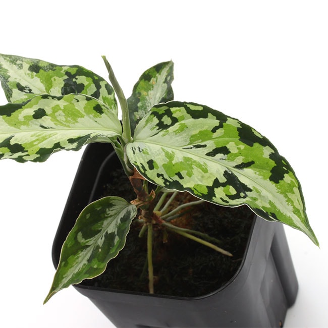 Aglaonema pictum 
