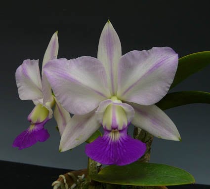 カトレア ワルケリアナ トクツ カトレア ワルケリアナ 'トクツ'<BR>C.walkeriana 'Tokutsu' GM/JOGA