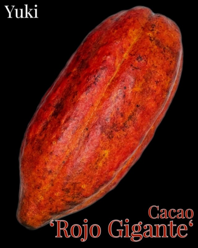 カカオ・トリニタリオ種の販売通販ならユーキーズ。