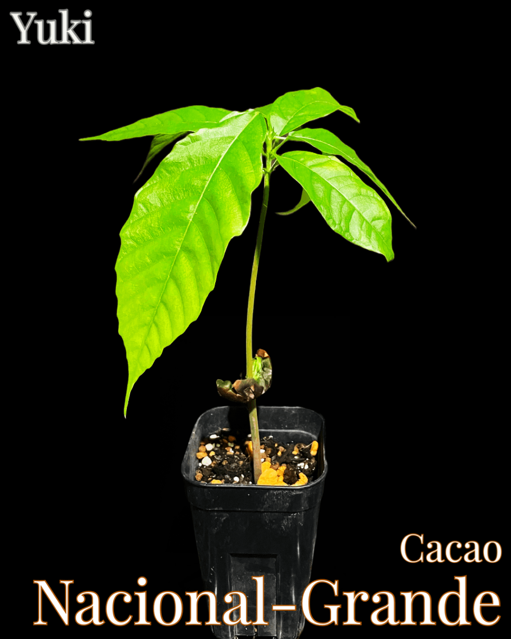 カカオの木 苗 [品種:ナシオナル] Theobroma cacao Nacional